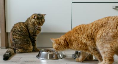 котка се храни