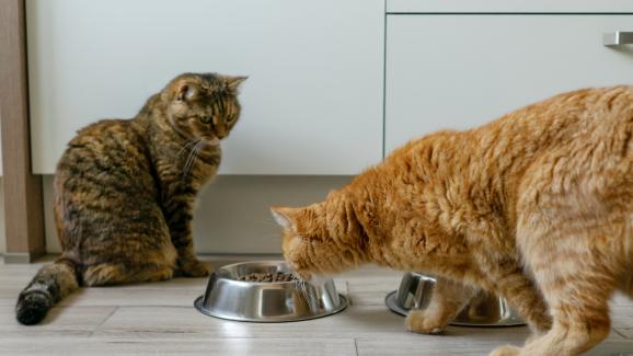 4 основни причини, поради които едната котка краде храната на другата