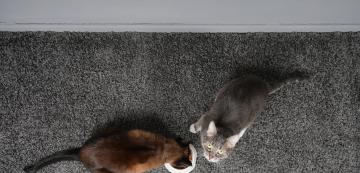 6 начина да спрете едната котка да краде храната на другата