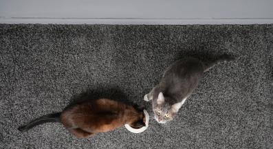 две котки се хранят