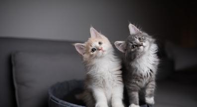 котка с наклонена глава