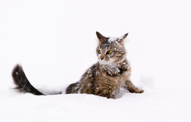 котка в снега