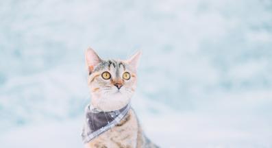 котка в снега