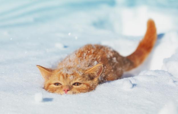 котка в снега