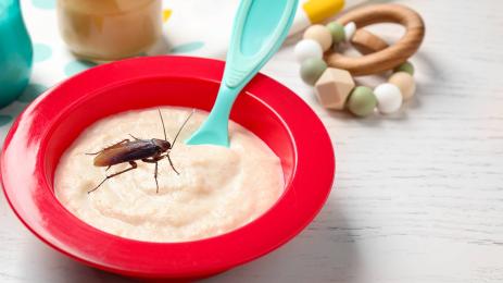 детска храна хлебарка