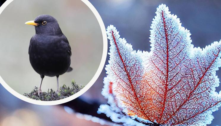 зима кос - ПРЕДАНИЯ: Гадаем за края на зимата в дните на черния кос!