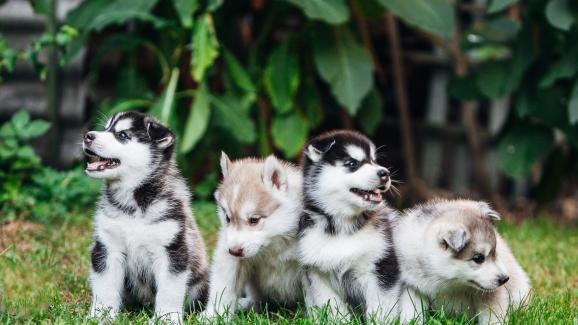 20 любопитни факта за малките кученца
