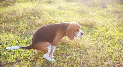 куче диария