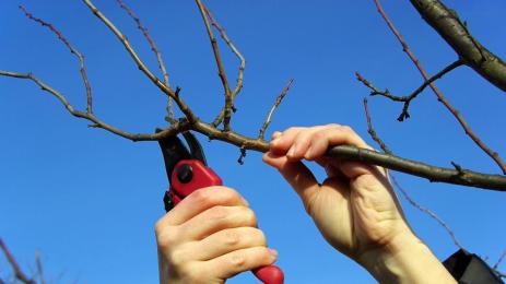 овошки подрязване