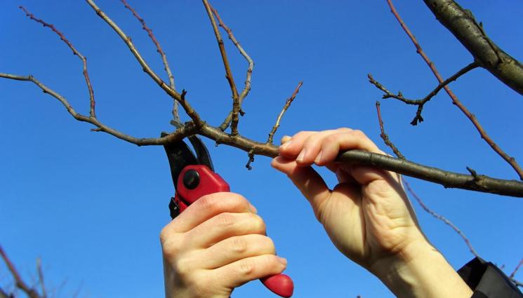 овошки подрязване - Агро Телеграф: Изчакайте с резитбата на овошките