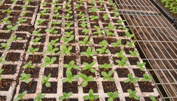 разсад - Агро Телеграф: Поне 20 лв. за нагревателна подложка за разсад