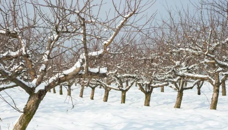 дърво зима - Агро Телеграф: Круши режем през зимата, праскови през март