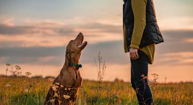 куче разходка