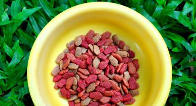 котешка храна