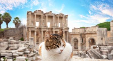 котка навън