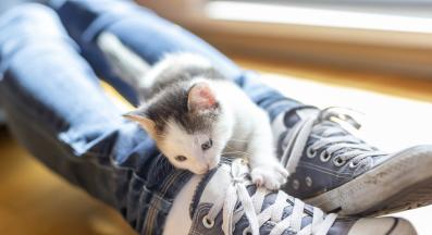 котка и обувки