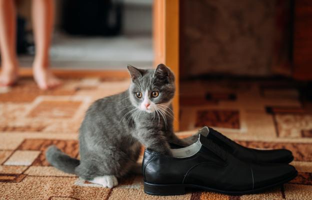 котка и обувки