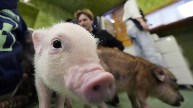 Най-новата мания в Япония: Кафенета с прасенца