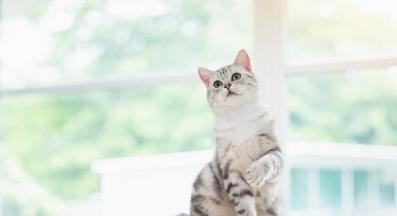 домашна котка