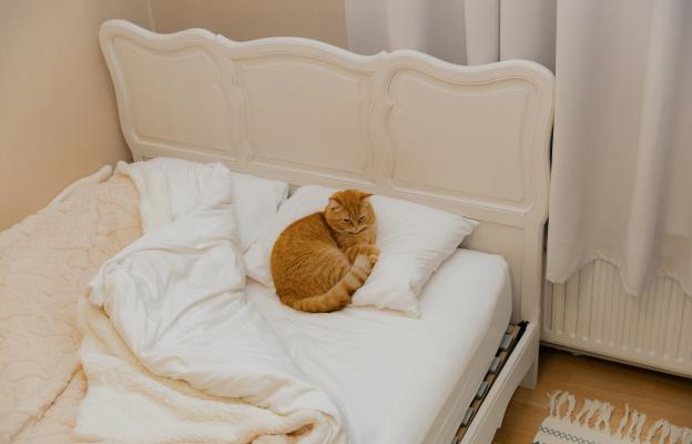 котка в легло