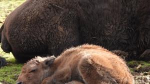 Бебе бизонче се е родило в зоопарка в София на