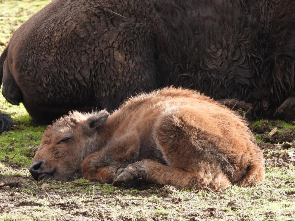 Бебе бизонче се е родило в зоопарка в София на