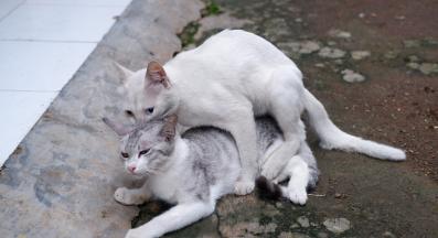 котки се чифтосват