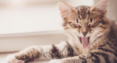 котка съска