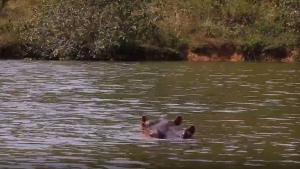 Десетки хипопотами се размножават в езерата и реките на Колумбия