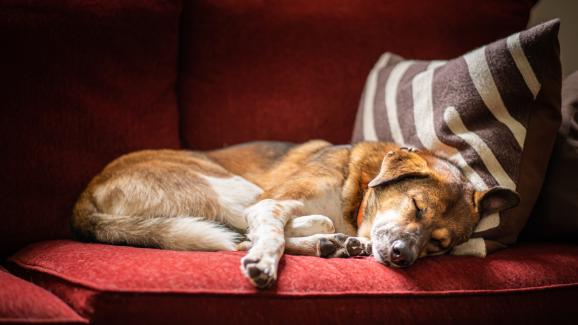 Какво сънуват кучетата, когато лаят, потрепват или скимтят?