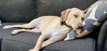 Защо кучетата дишат учестено, докато спят