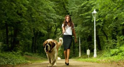 куче разходка