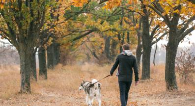 куче разходка