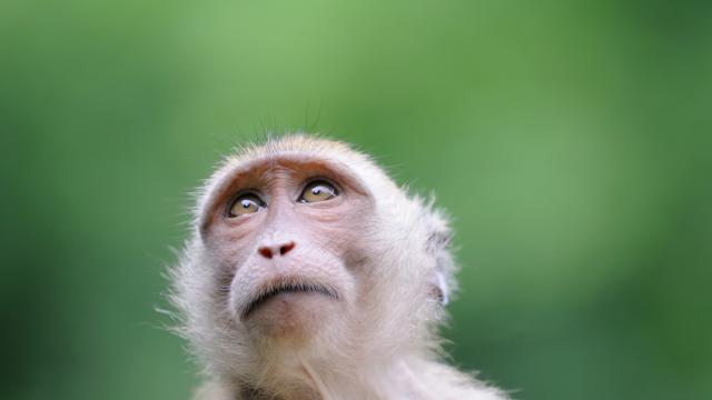 След четири дни бягство: Заловиха избягалия макак от шотландския зоопарк 