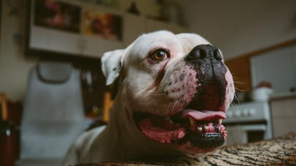 10 най-добри кучета-пазачи за начинаещи собственици
