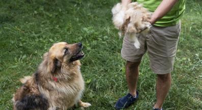 куче козина