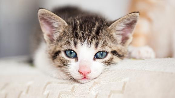 7 промени в поведението на котките, за които да се притеснявате
