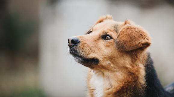 5 начина да разведрим куче без настроение