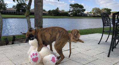 куче качва се