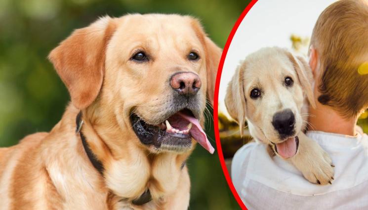 ретривър - ГУШ-ГУШ: Кучето Ричард помага на деца и онкоболни