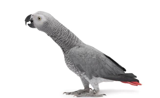 Тези папагали не спират да псуват: Ще се научат ли да се държат прилично или ще покварят и останалите?
