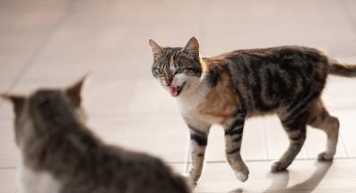 котка съска