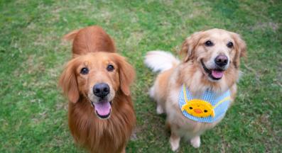 кучета игра