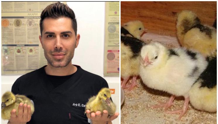 пиленца - Как да отглеждаме правилно пиленца?