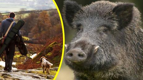 глиган ловец