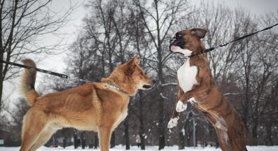 кучета агресия