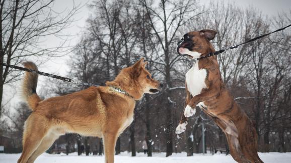 Еднополовата агресия при кучетата: какво представлява и може ли да бъде предотвратена?
