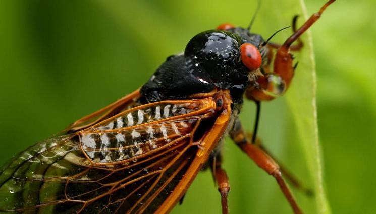 цикади - Любовта на насекоми вещае апокалипсис (СНИМКИ)