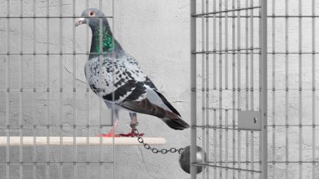 гълъб решетки