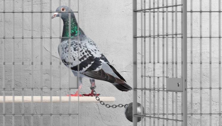 гълъб решетки - ДО ДОКАЗВАНЕ НА ПРОТИВНОТО: Опандизиха гълъб! (ВИДЕО)